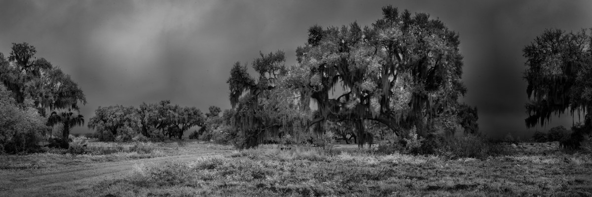 Live Oaks in a Spring Storm - Fine Art Black & White Panoramic 3:1 Ratio