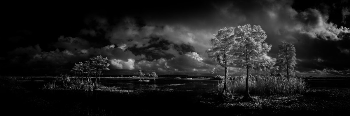 Cypress - Fine Art Black & White Panoramic 3:1 Ratio