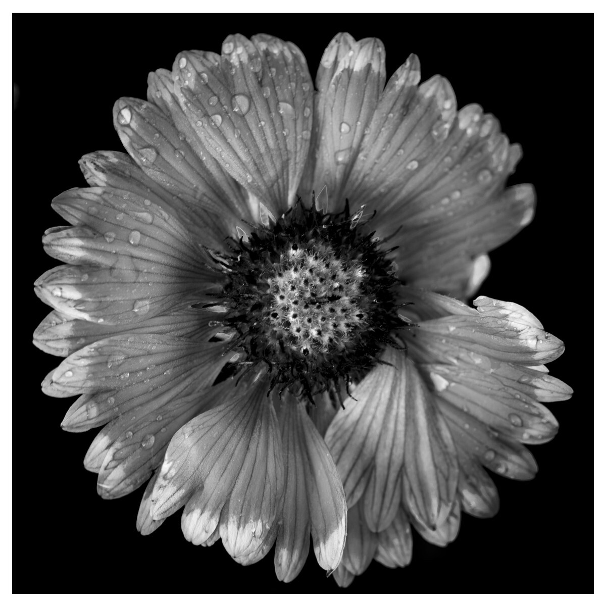 Flowers - Studio Series-8 - Flowers - Studio Series