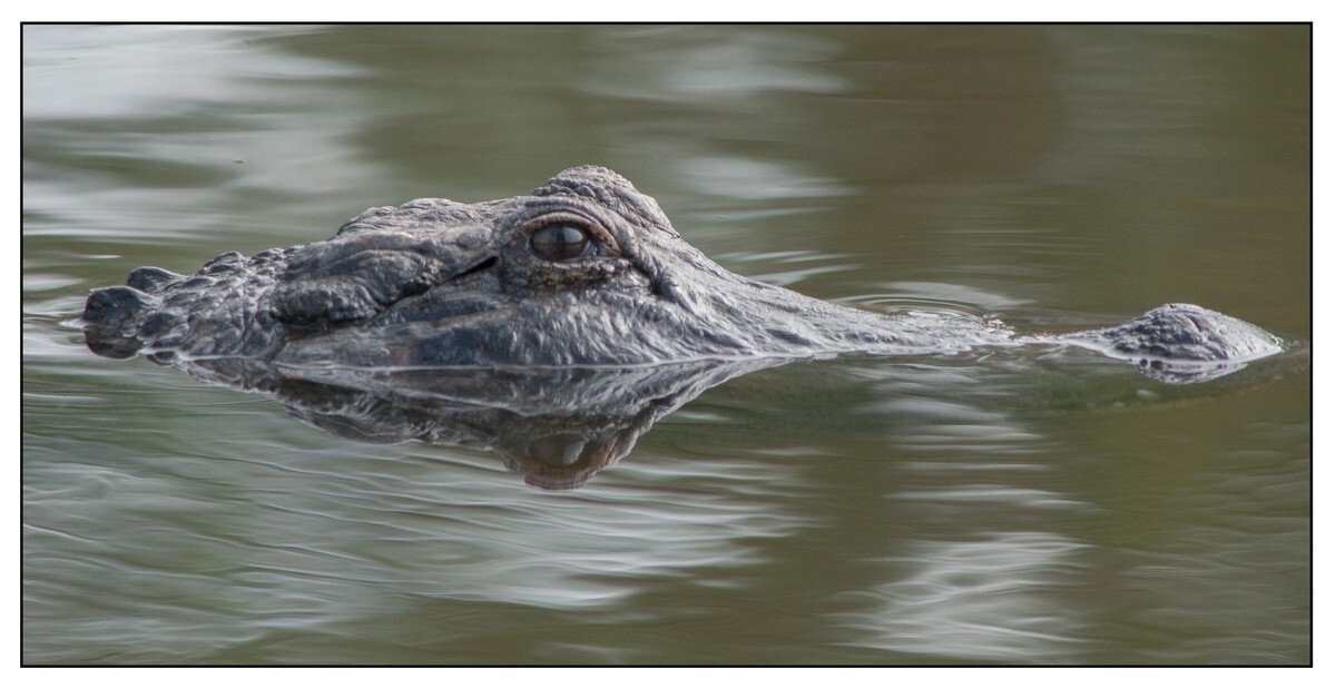 Wildlife Portfolio - 06 - Wildlife