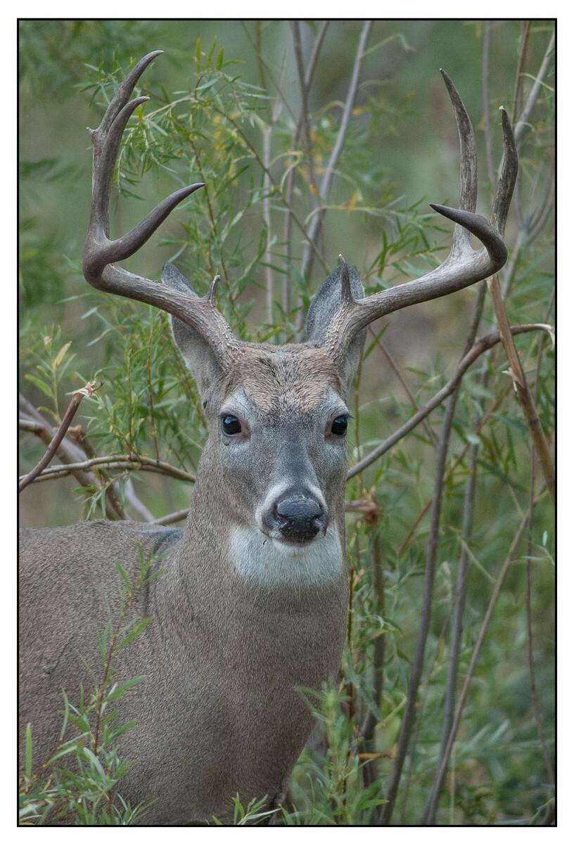 Wildlife Portfolio - 01 - Wildlife