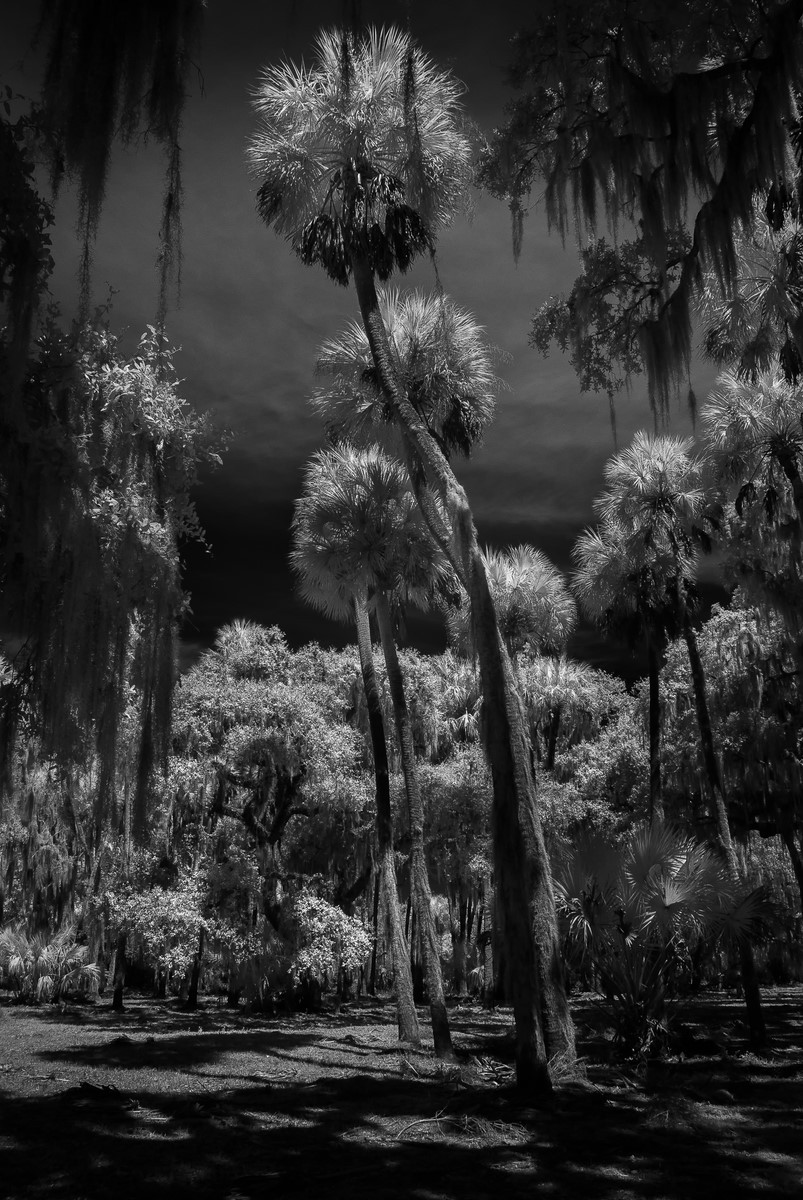 Twisted Palms - Fine Art Black and White - Florida