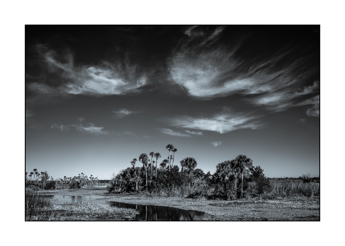 Orange County - Orlando Wetlands Park V - Florida Wild -  Landscapes of the Sunshine State