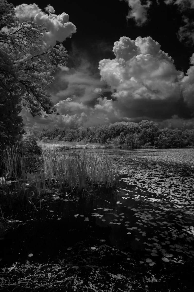 Pond Edge - Fine Art Black and White Panoramic 2:1 Ratio