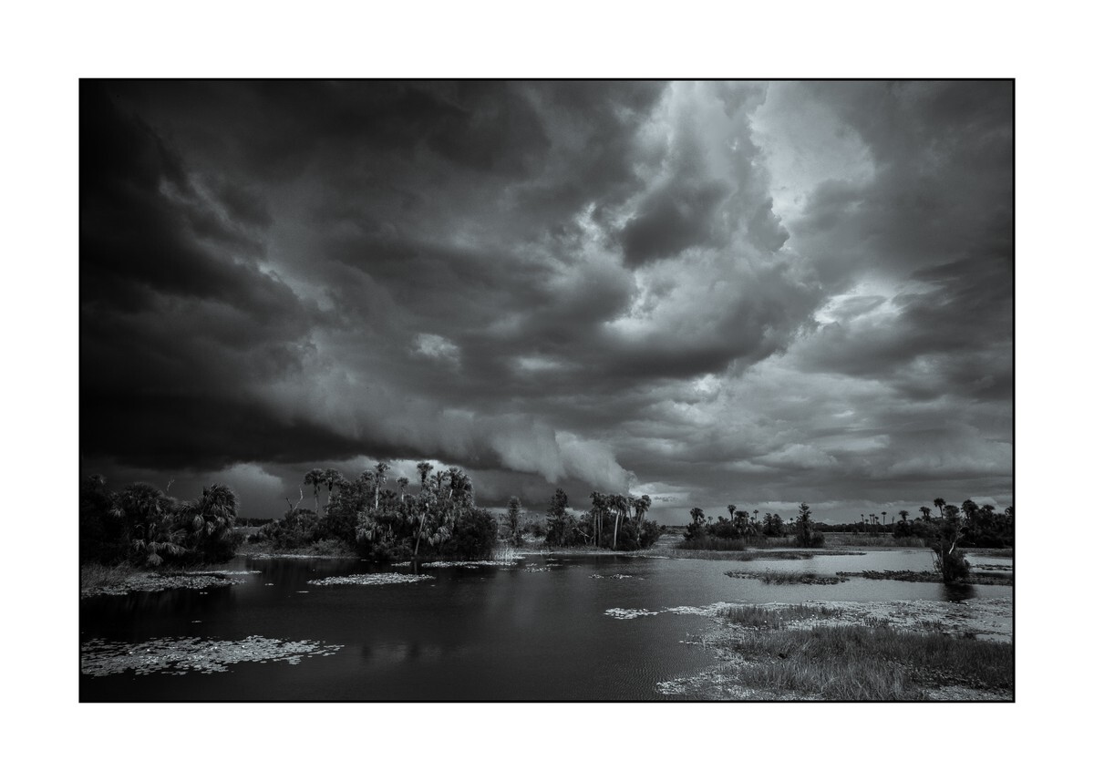 Orange County - Orlando Wetlands Park II - Florida Wild -  Landscapes of the Sunshine State