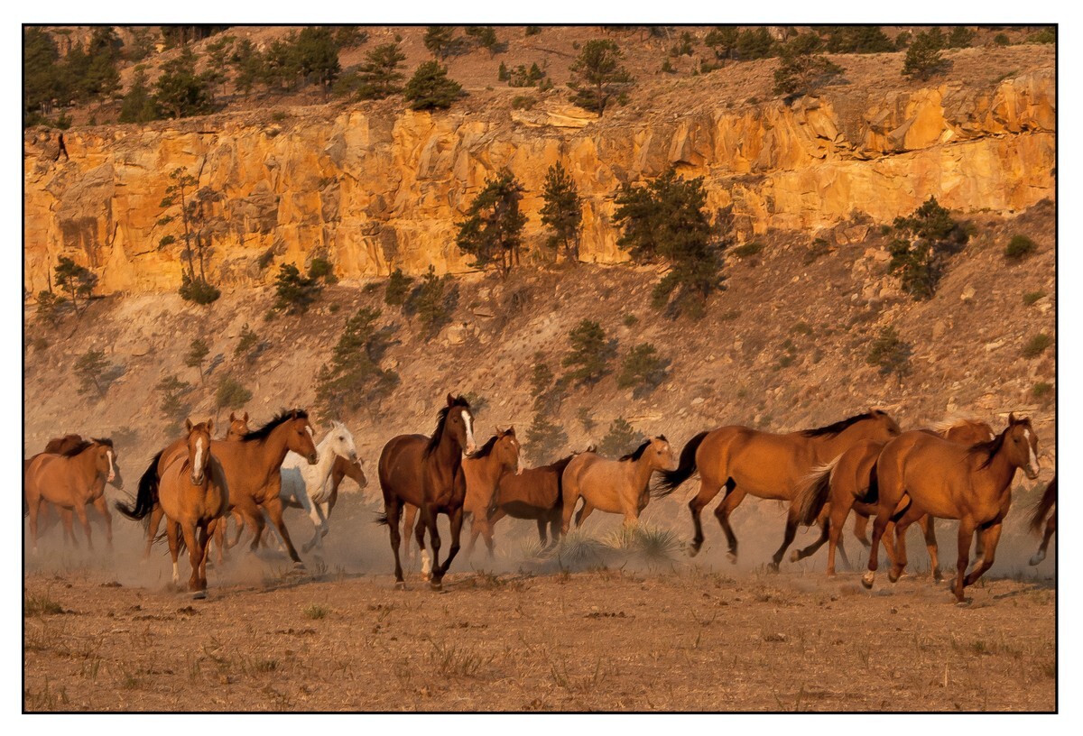 Wild Horses - 01 - Wild Horses