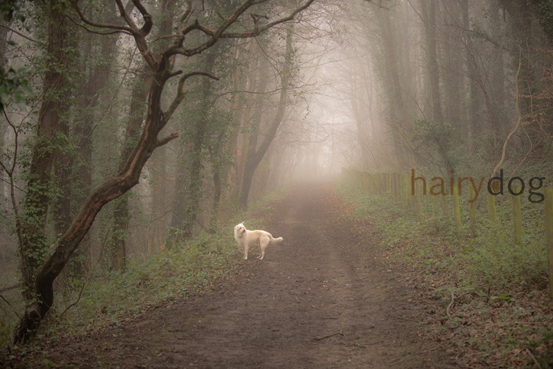 sunderland pet photographer hairy dog - Kasper's Walkies!