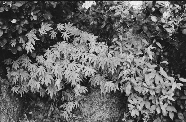 Leaves (Seoul) #2 - Korea