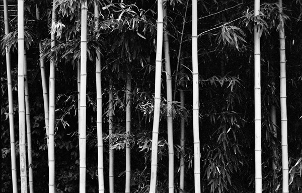 Bamboo (SunYuDo) #1 - Korea
