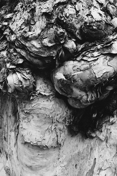 Treetrunk (Taipei) #7 - Taiwan