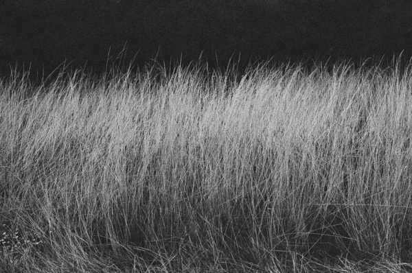 Grasses (Tilghman Island) - Eastern Shore Maryland