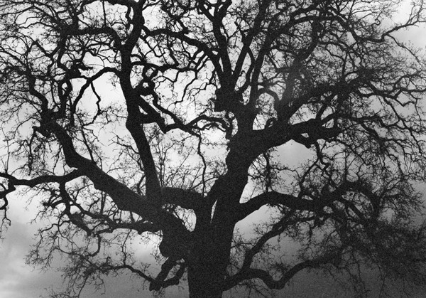 Tree (Napa Valley) #2 - California