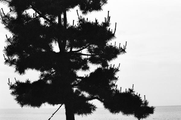 Pine Tree (Pusan) #2 - Korea