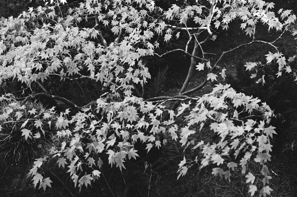 Botanic Garden (SF 2013) #11 - California