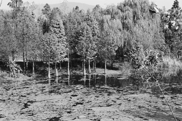 Botanical Garden (Nanging) #3 - Nanjing