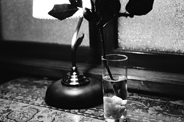 Still Life (Mt Alishan) #1 - Taiwan