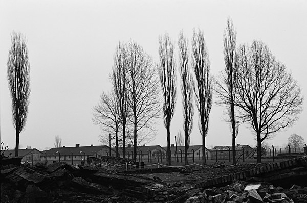 Birches (Bierkenau) #2 - Europe