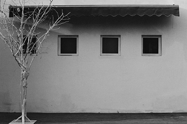 Wall with Tree (798) - China