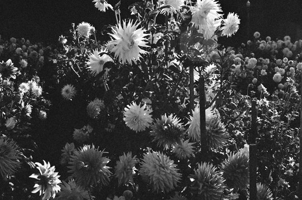 Dahlias (SF 2013) - California