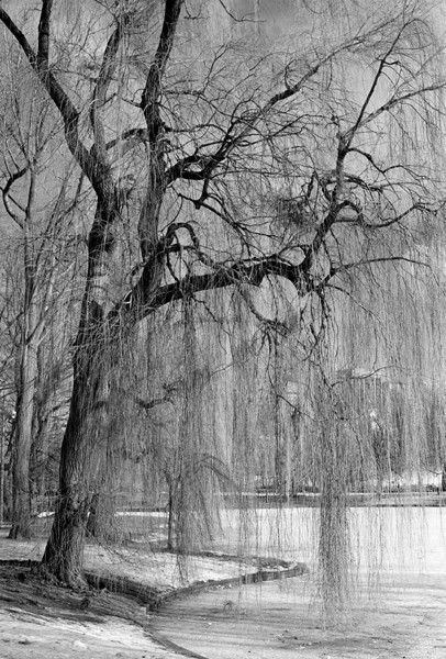 Tree (Boston Commons) - North America