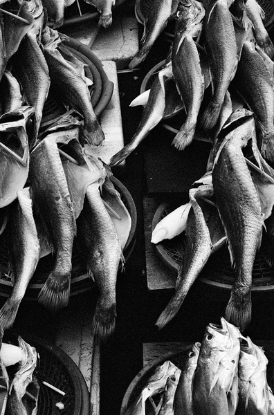 Fish Market (Pusan) - Korea