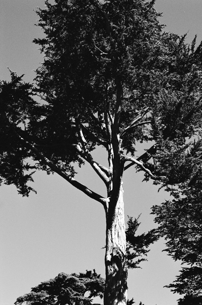 Botanic Garden (SF 2013) #3 - California