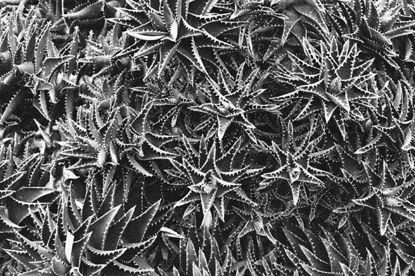 Botanical Garden (Jeju) #7 - Korea