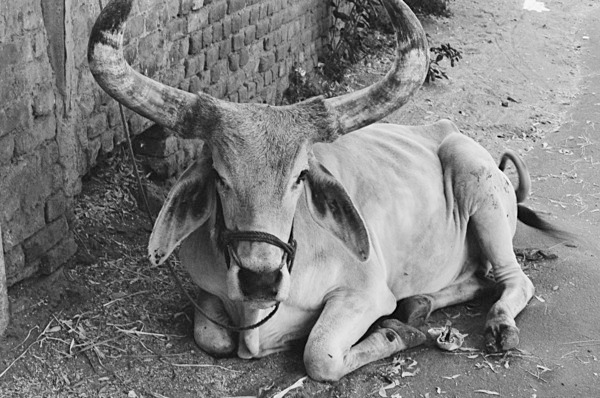 Sacred Cow (India) - Fauna