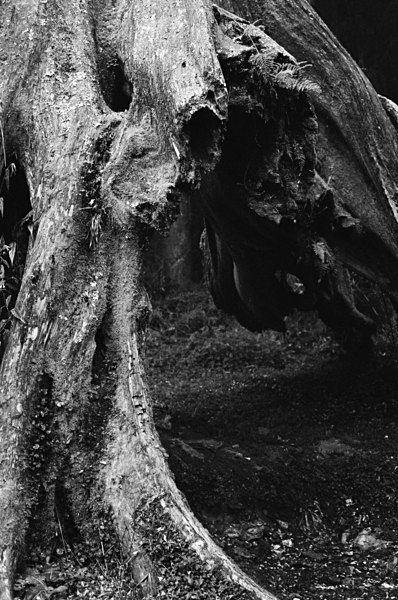 Old Trees (Mt Alishan) #5 - Taiwan