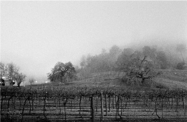 Napa Valley (5AM) - California