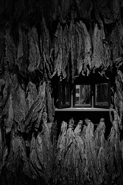 Tobacco Road (Cooper Hewitt) #2 - Digital Black and White Images