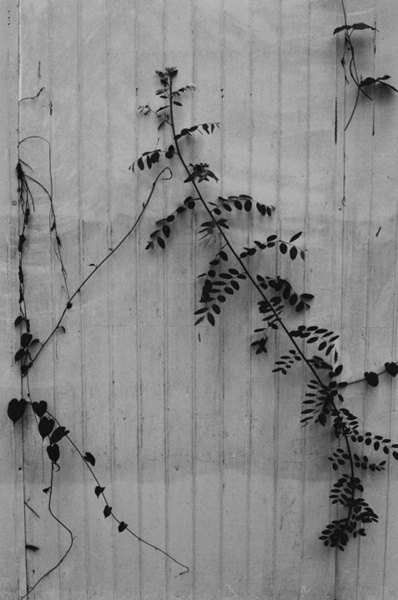 Still Life (Jakarta) #1 - Indonesia