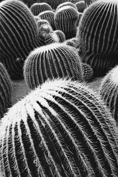 Botanical Garden (Jeju) #6 - Korea