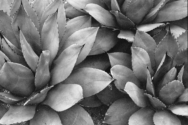 Botanical Garden (Jeju) #1 - Korea