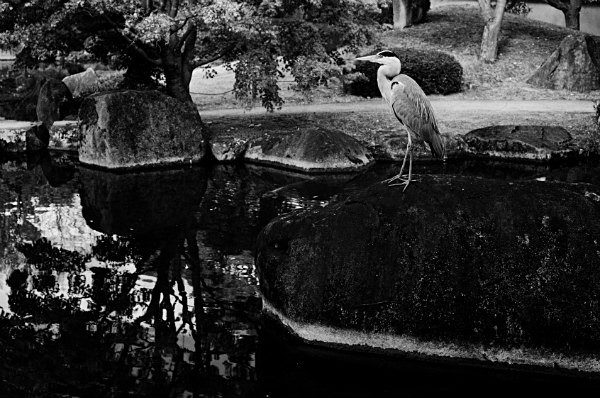 Heron (Himeji Castle) #2 - Fauna