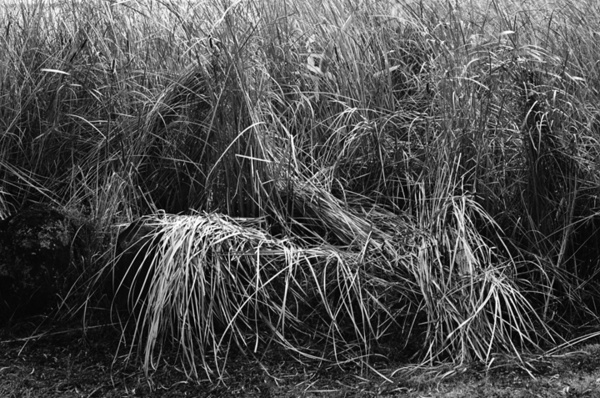 Botanical Garden (Nanjing) #13 - Nanjing