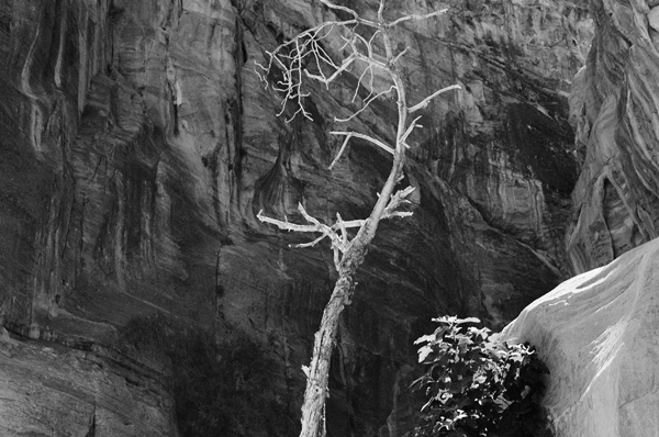Siq (Petra) #12 - Petra