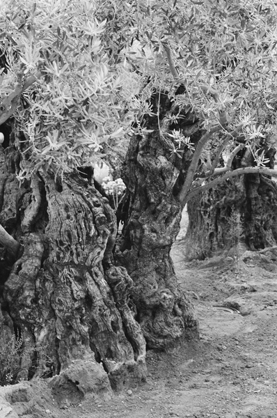 Olive Tree (Jerusalem 2014) #1 - Israel and Middle East