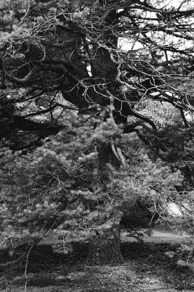 Tree (Chestertown) #2 - Eastern Shore Maryland