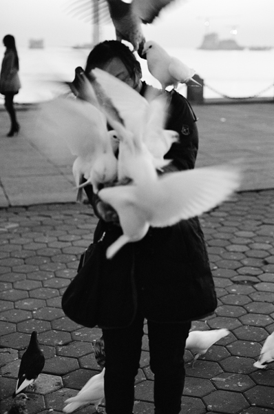 Pigeons (Dalian) #1 - Asia