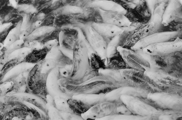 Feeding Frenzy #1 - Fauna