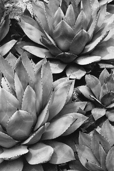 Botanical Garden (Jeju) #2 - Korea