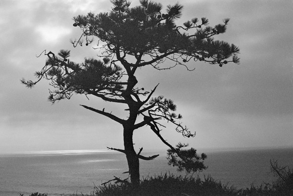 Pine Barrens (La Jolla) - California