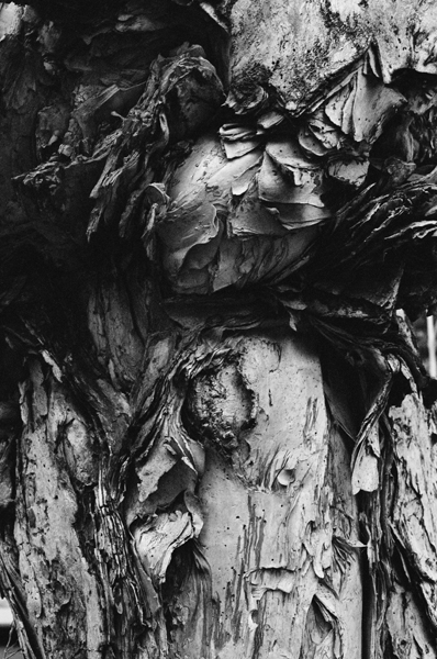 Treetrunk (Taipei) #9 - Taiwan