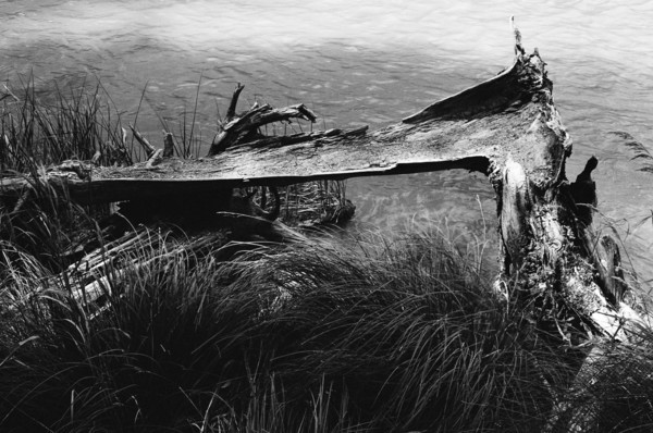 Botanical Garden (Kanas) #2 - China