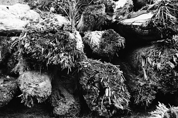 Old Trees (Luodong Cultural Park) #8 - Taiwan