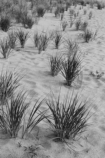 Dewey Beach - North America