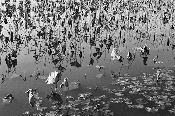 Botanical Garden (Nanjing) #15 - Nanjing