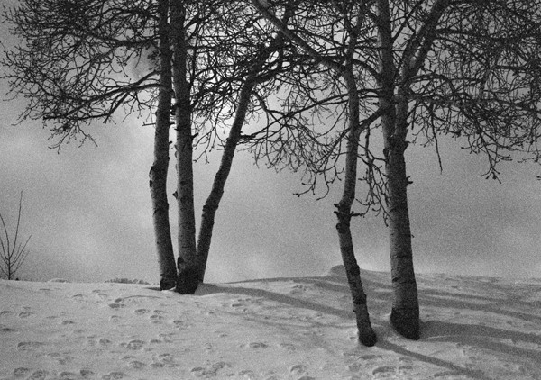 Trees (Snowmass) - North America