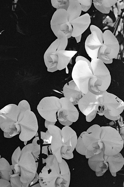 Orchids (Singapore) - Singapore